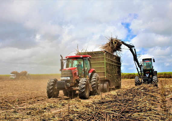 Queda na produtividade do canavial puxa aumento nos custos de produção em 2024/25
