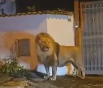 Leão foge de circo e lança o pânico nas ruas da Itália