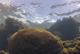 El Niño influencia ecossistema marinho e pesca no Brasil, aponta estudo internacional