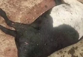 Moradores fazem vigílias para tentar capturar animal misterioso que mata rebanhos em AL