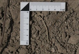 Tesouros de 4.500 anos revelados na Turquia reforçam legado arqueológico