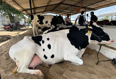 Expo Bacia Leiteira conecta produção, tecnologia e mercado no sertão alagoano