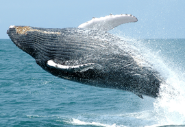 Turismo Responsável movimenta a economia e protege fauna marinha brasileira