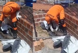 Jacaré é encontrado em laje de casa e mobiliza Corpo de Bombeiros em Arapiraca