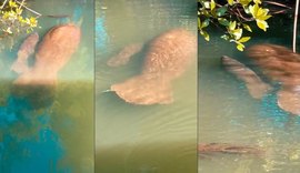 Rio Tatuamunha registra nascimento de filhote de peixe-boi em Alagoas