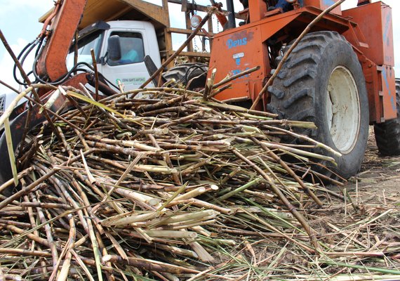 Expectativa de moagem na safra 18/19 cresce para 16,3 mil de toneladas de cana processadas