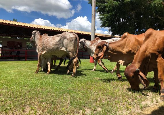 Genética de Berço comercializa animais capazes de se adaptar ao Agreste e Sertão