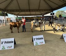 Genética refinada e força leiteira dominam a pista de julgamentos da 42ª Expo Bacia Leiteira