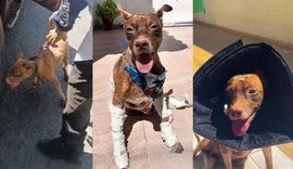 Cachorro arrastado por carro recebe alta e ganha lar temporário