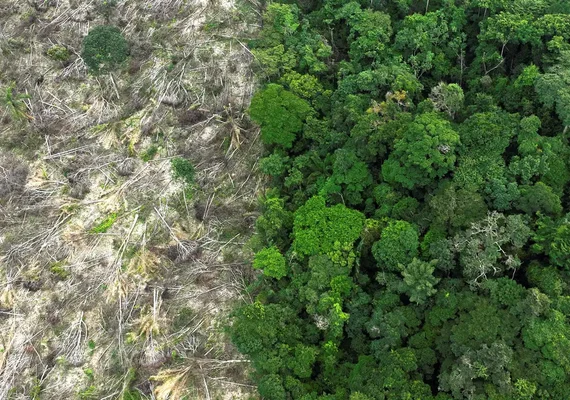 Em 40 anos, Amazônia perdeu área de vegetação do tamanho da França