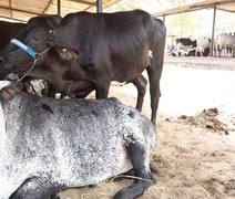 Mesmo com queda no rebanho, leite gera R$ 1,3 bilhão em Alagoas em 2024