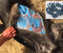 Javaporcos com carne azul neon revelam perigo oculto na Califórnia