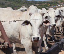 Brasil consolida carne bovina como ativo estratégico e registra recorde histórico de exportações