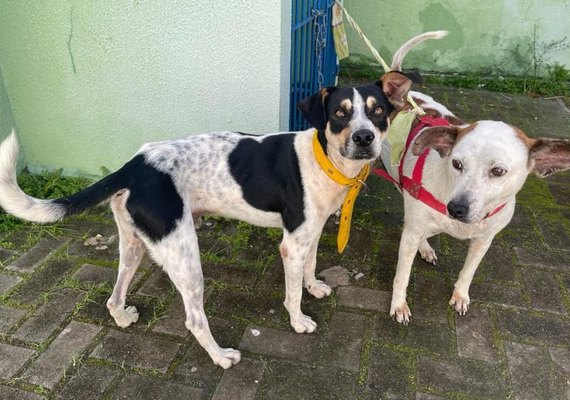 Gabinete da Causa Animal faz alerta sobre a incidência de casos de leptospirose