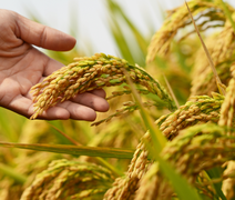 É mentira que arroz importado terá agrotóxicos proibidos no Brasil