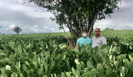 Presidente da CPLA conhece nova técnica de cultivo de palma