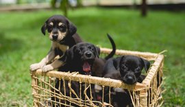 Todos os domingos na orla da Ponta Verde acontecerá feira de adoção de cães e gatos