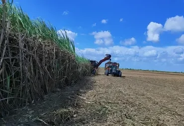 Mais de 17 mi de tolenadas de cana foram processadas em AL, diz boletim