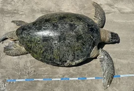 Tartaruga-verde adulta é encontrada morta presa em rede na Ponta Verde