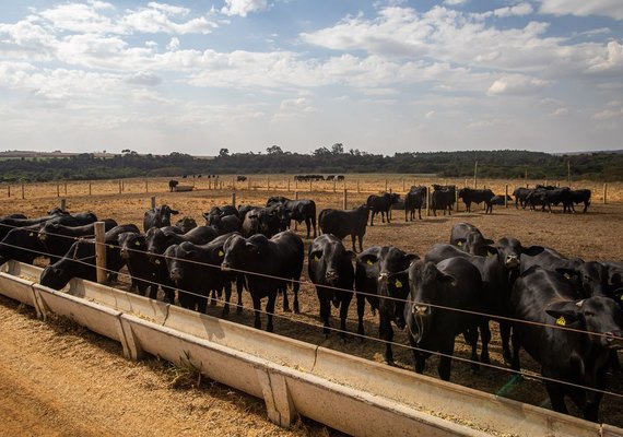 Pecuária brasileira colecionou recordes em 2022