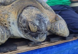 Tartaruga-verde resgatada em Alagoas é reabilitada e devolvida ao mar após meses de tratamento