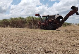 Levantamento mostra que usinas alagoanas produziram mais de 465 mil toneladas de açúcar
