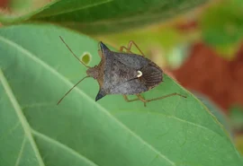 As pragas que 'somem' no inverno e voltam com força em dezembro