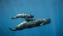 Estudo aponta semelhanças entre comunicação de baleias-cachalote e linguagem humana