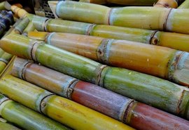 Investimento buscará novas tecnologias para a cana-de-açúcar