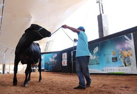 Leilão Mais Leite movimenta mais de R$ 560 mil e destaca produção do NE