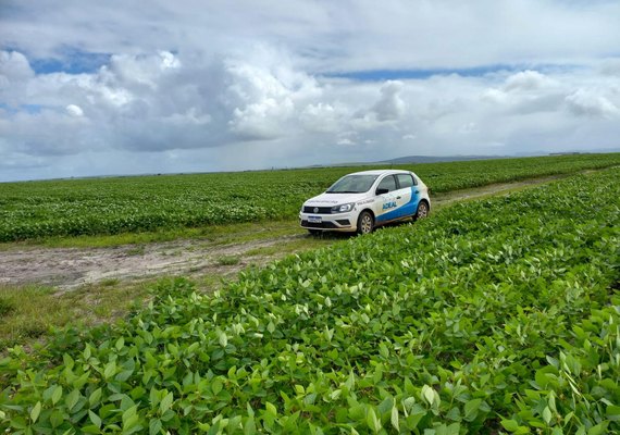 Calendário de semeadura da soja é aberto em Alagoas