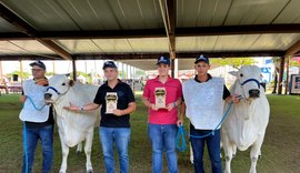 Raça Nelore se destaca na pista de julgamento da 72ª Expoagro Alagoas