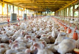 Exportações de carne de frango crescem 21,3% em setembro