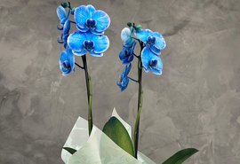 Confira as flores ideais para presentear no Dia dos Pais