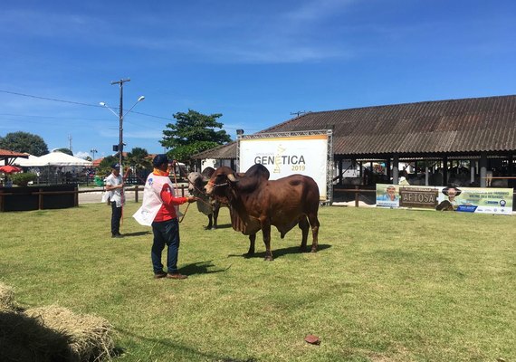 Expoalagoas Genética traz competição de Tambor e primeiro leilão nesta sexta (17)