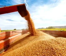 Alagoas é destaque na estimativa da produção de grãos para 2024