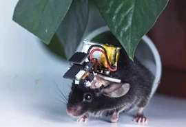 China desenvolve o menor monitor cerebral do mundo