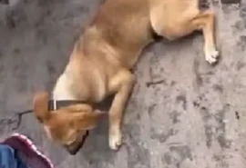 Vídeo: Homem é flagrado por populares arrastando cachorro amarrado a moto em Arapiraca
