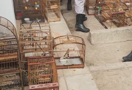 Polícia apreende 27 aves silvestres mantidas em cativeiro em AL