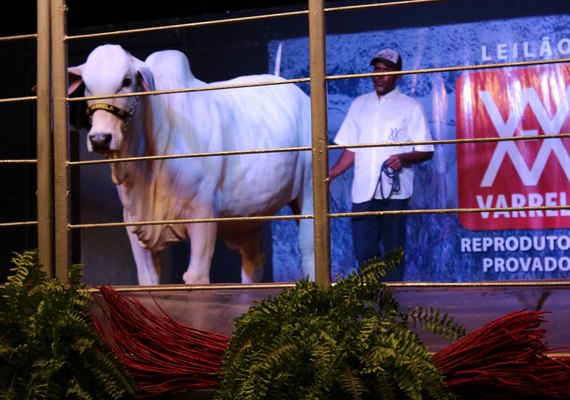 Varrela garante características produtivas do nelore