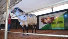 Leilão Mais Leite está confirmado na 68º Expoagro/AL