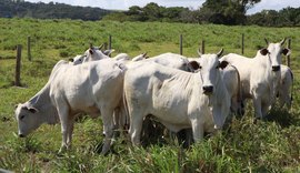 Nelore Positivo coloca mais de 400 animais em pista e reafirma o padrão Agro CPMF