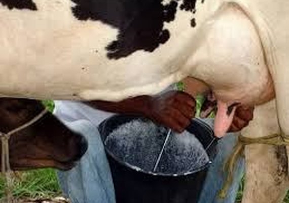 Produtores de leite em Alagoas passa por crise preocupante