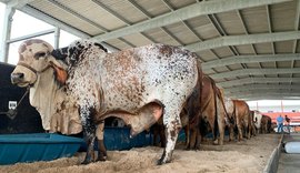 Expoalagoas Genética começa a receber animais no Parque da Pecuária