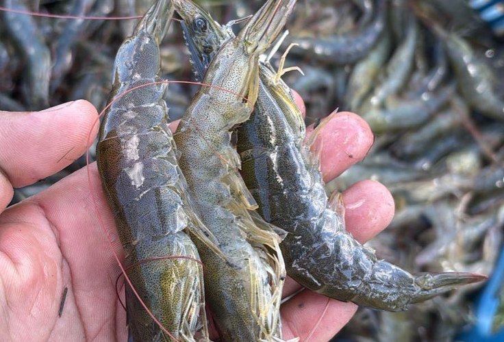 Crédito para a carcinicultura soma R$ 2,4 milhões e alcança maior volume dos últimos cinco anos em AL