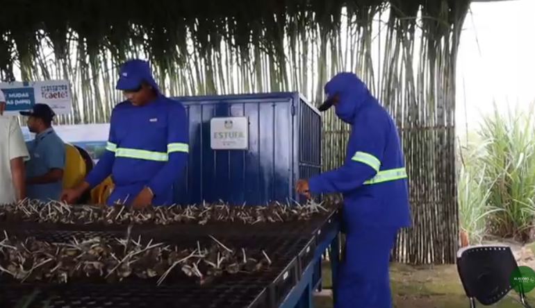 Usina Caeté celebra 60 anos impulsionando inovação e tecnologia no campo