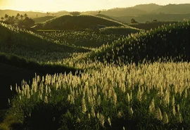 Melhoramento Genético: Ridesa libera 21 novas variedades de cana-de-açúcar RB