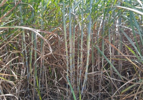 Pela primeira vez em oito anos, Alagoas ultrapassa 20 mi de toneladas de cana