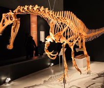 Alemanha devolverá fóssil de dinossauro brasileiro
