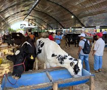 Expo Bacia é considerada a maior exposição da pecuária leiteira de Alagoas